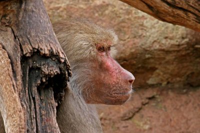 Hamadrayas Baboon.pb.JPG