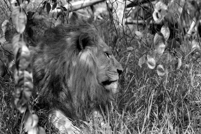 Lion male bw.pb.jpg