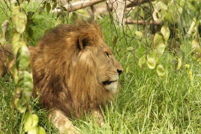 Lion male.pb.JPG