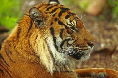 Sumatran tiger profile.pb.JPG