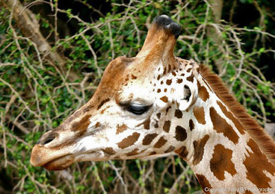Rothschilds Giraffe.pb.jpg