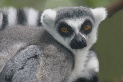 Ring Tailed Lemurs.pb.JPG