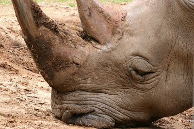 Rhinoceros sleeping.JPG