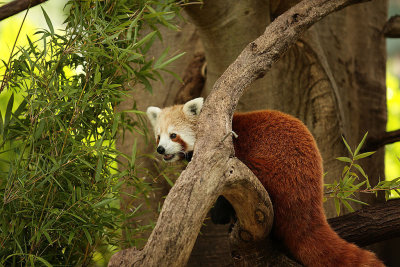 Nepalese Red Panda 1.jpg