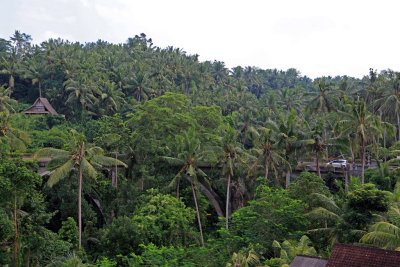 Forest Ubud Bali 1.jpg