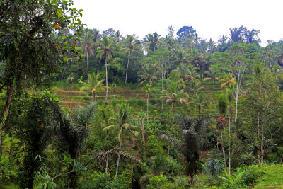 Hills sceneBali 1.jpg