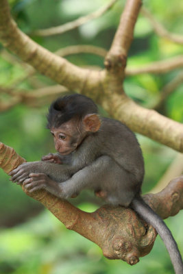 Macaque Baby Monkey Forest Bali 1.jpg
