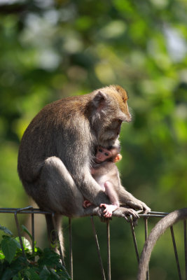 Macaques Monkey Forest Bali 1.jpg