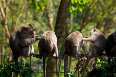 Macaques Monkey Forest Bali 2.jpg