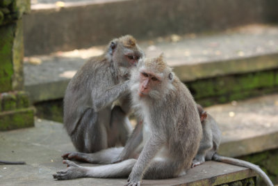Macaques Monkey Forest Bali 3.jpg
