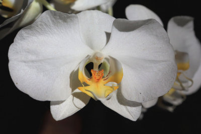 Orchid Bali.pb.jpg