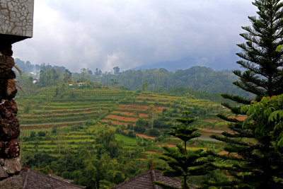 Rice fields Bali.jpg