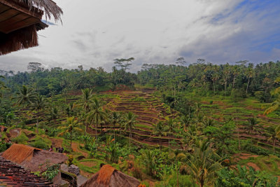 Rice Terraces TegalalangBali 1.jpg