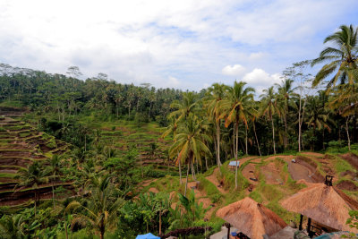 Rice Terraces TegalalangBali 2.jpg