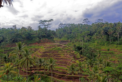 Rice Terraces TegalalangBali 3.jpg