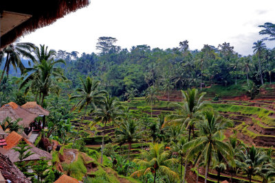 Rice Terraces TegalalangBali 4.jpg
