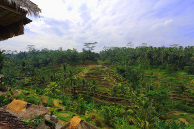 Rice Terraces TegalalangBali 5.jpg