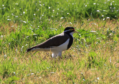 Banded Lapwing 1A4.1024.pb.jpg