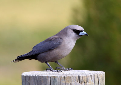 Black-faced Woodswallow 4.A4.1024.pb.jpg