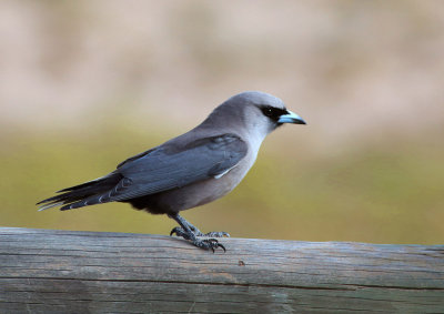 Black-faced Woodswallow 5.A4.1024.pb.jpg