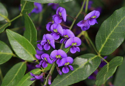 Hovea elliptica.pb.jpg