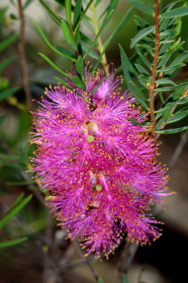 Melaleuca radula.M.pb.jpg