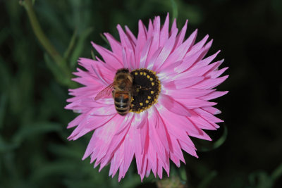 Everlasting  bee.pb.jpg