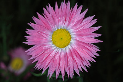 Everlasting Pink  White.pb.jpg