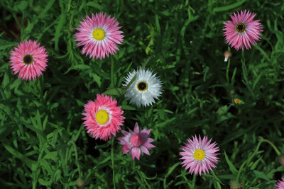 Everlastings.pb.jpg