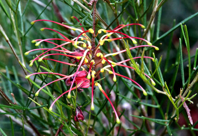 Grevillea Bonnie Prince Charlie.pb.jpg