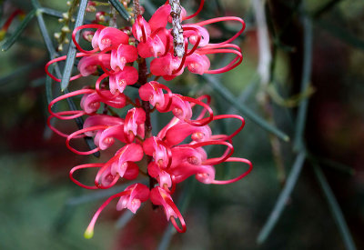 Grevillea pinaster.pb.jpg