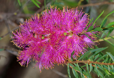Melaleuca radula.pb.jpg