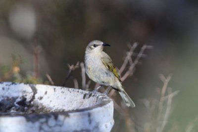 Brown Honeyeater 13M.pb.jpg