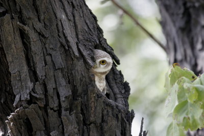 Karauli-Baby owl.jpg