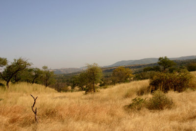 Ranthambore Tiger reserve.jpg