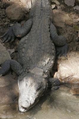 Ranthambore Tiger reserve-Crocodile.jpg