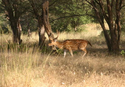 Ranthambore Tiger reserve-Spotted deer.jpg