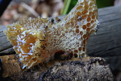 HG197_00161.1200x.JPG