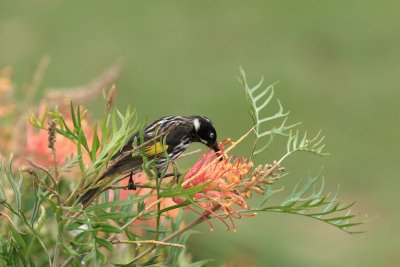 New Holland Honeyeater 10.jpg