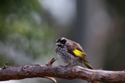 New Holland Honeyeater 25M.jpg