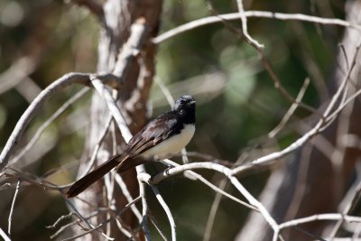Willy Wagtail 13M.jpg