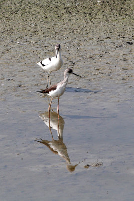 Pied Avocet (Recurvirostra avosetta) & Black-Winged Stilt (Himantopus himantopus)