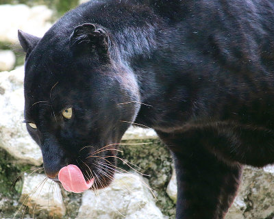 Zoo di Lignano Sabbiadoro (Italy)