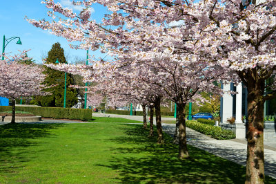 Vancouver's Plum & Cherry Blossoms 2014