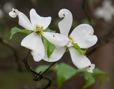 Dogwood Blossoms