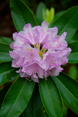 Spring Rhododendron bloom