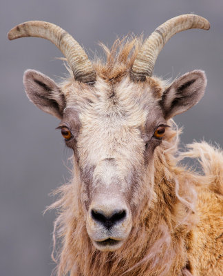 BIghorn staredown