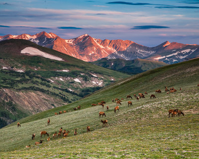 Sunrise among the elk