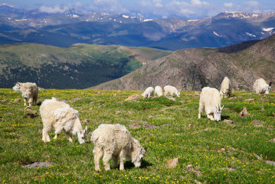 Grazing in the highlands