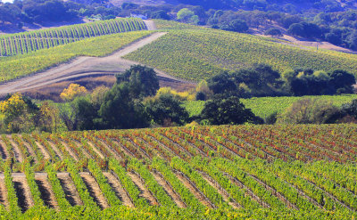 Sonoma